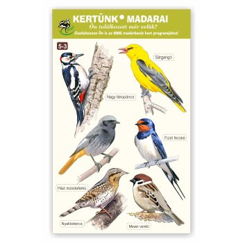   Kertünk madarai - ablakmatrica csomag - 5-3 (Nagy fakopáncs… Mezei veréb)