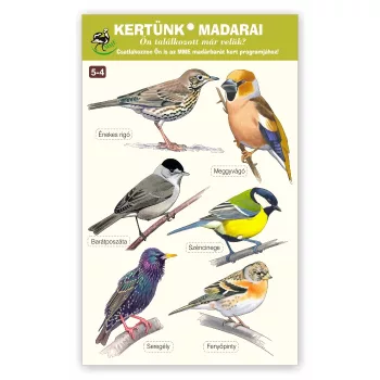   MME ablakmatrica csomag - kertünk madarai 5-4. (Énekes rigó… Fenyőpinty)
