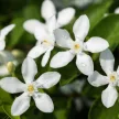 Panarom Jázmin olaj 10% (Jasminum officinalis) - 5 ml