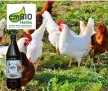 emBIO Herbs kiegészítő-takarmány szárnyasok és növényevő haszonállatok részére - 1l