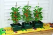 Strend Pro Harvester öntözős cserép paradicsomhoz – 27×15 cm