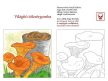 Kárpáti Zsuzsa: Gombák - színező gyerekeknek