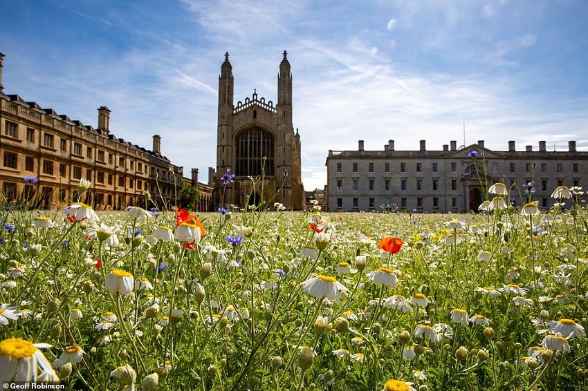 Már Cambridge is a vadvirágos rétet választja az angol gyep helyett
