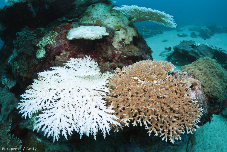 Korallzátony elszíntelenedése