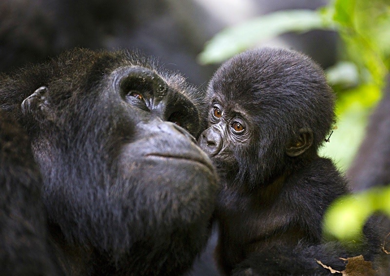 Mobiltelefonnal a csimpánzokért és a gorillákért