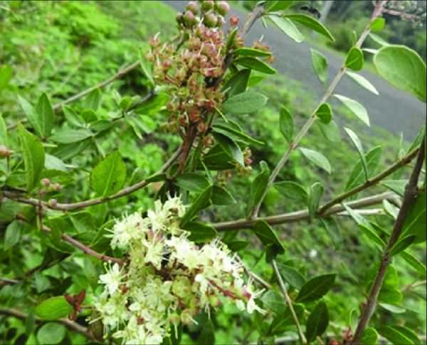 Lawsonia inermis - henna növény
