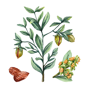 jojoba_növeny