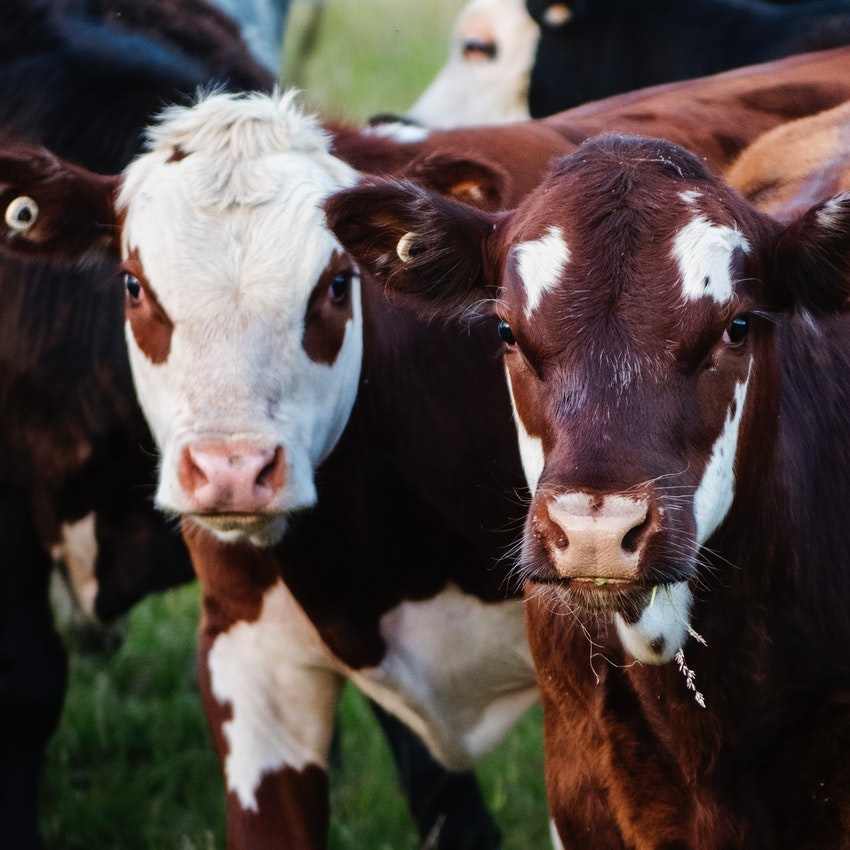 Antibiotikum-mentességet az állatoknak és az embereknek!