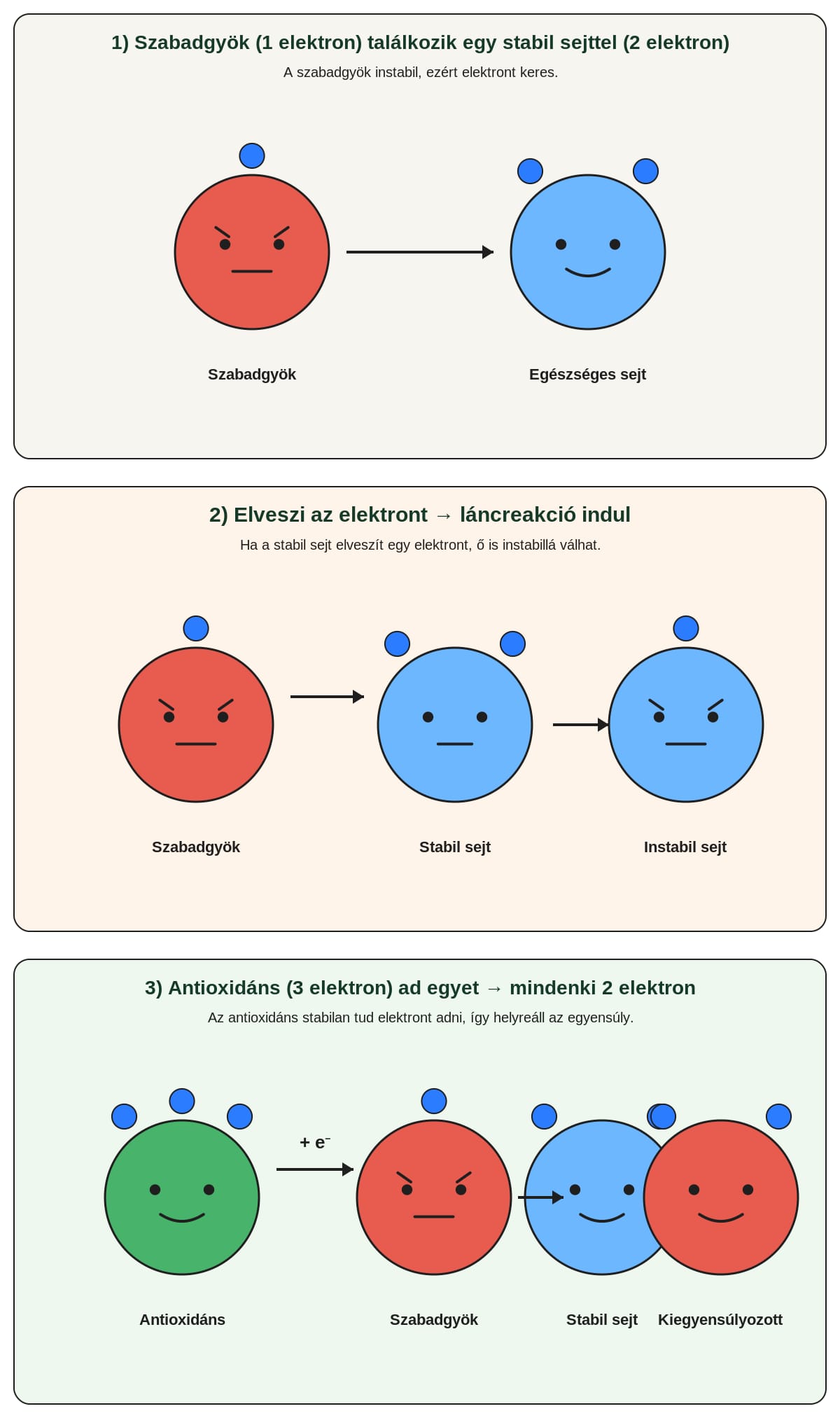 Antioxidánsok működése közérthetően - Zöldbolt cikk
