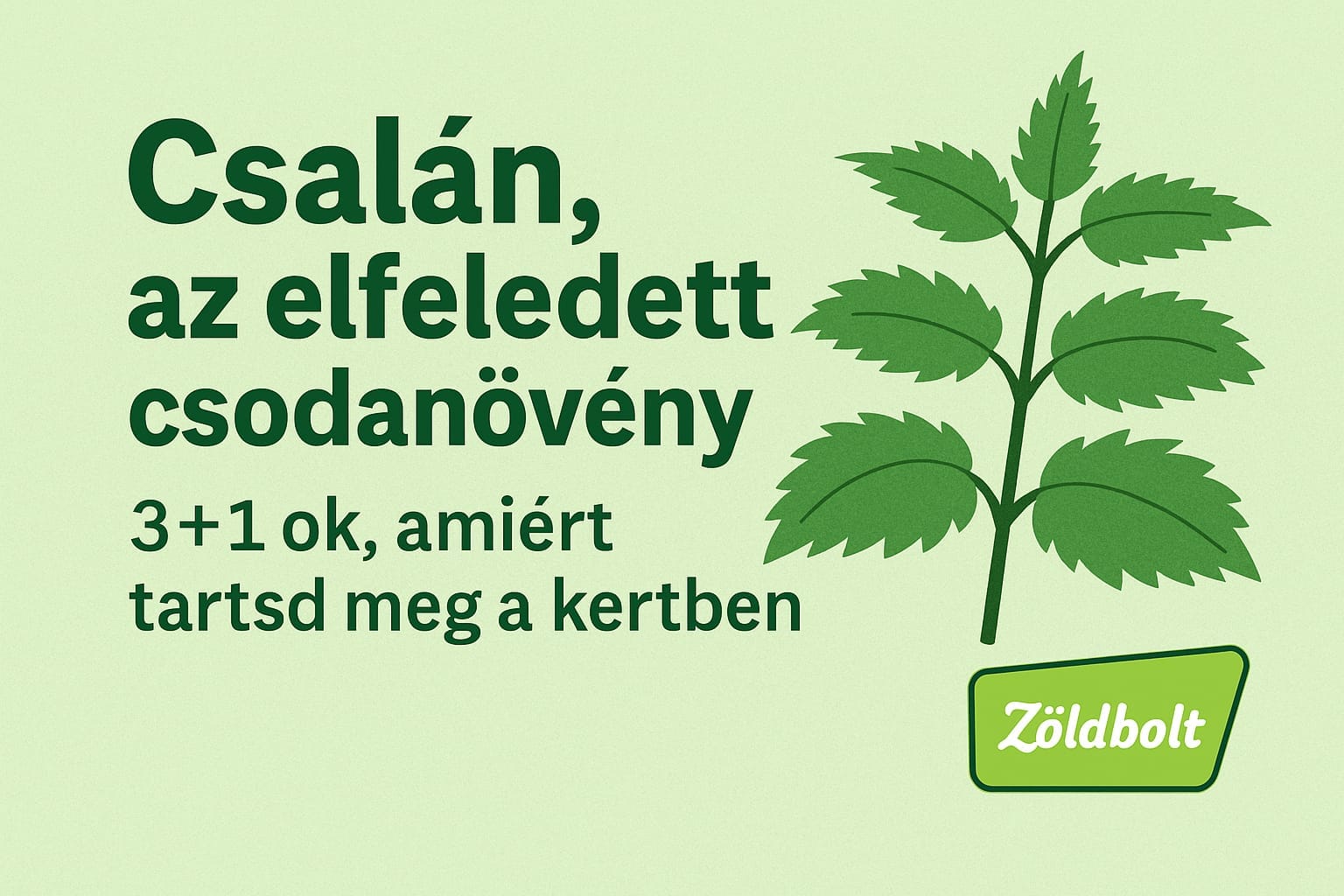 Az elfeledett csodanövény, melyet a konyhától a kertig felhasználhatsz! - Csalán cikk