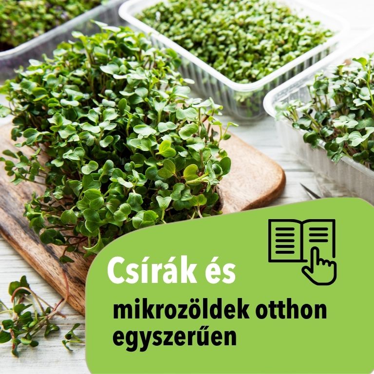 Mikrozöldek és csírák otthon – önellátás mikroszinten