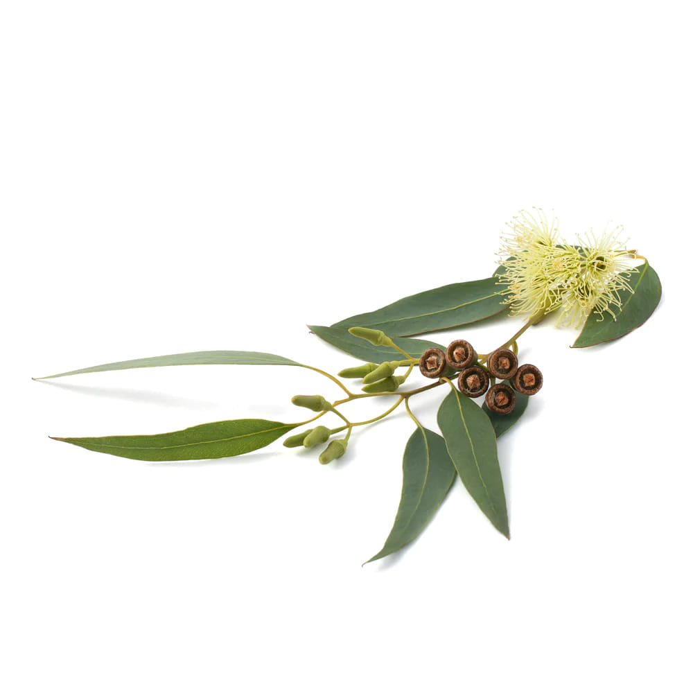 eukalptusz radiata növény