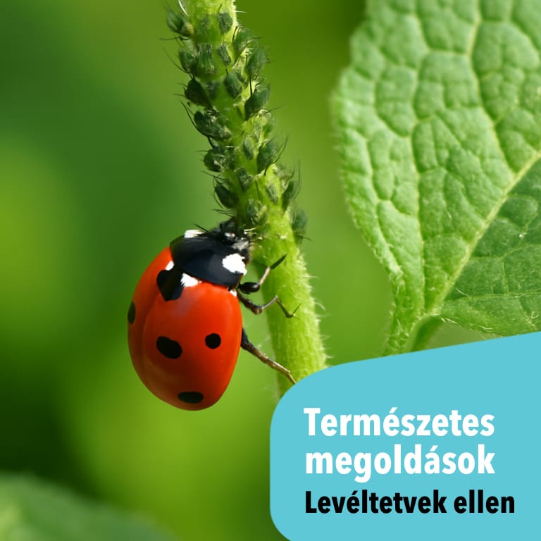 Természetes megoldások levéltetű ellen – vegyszermentesen