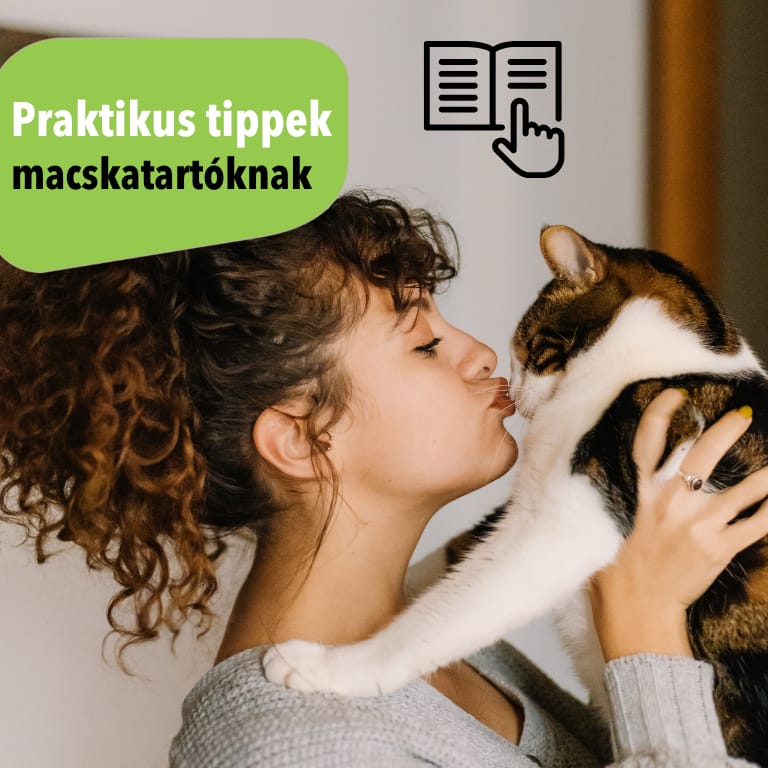 Praktikus tippek macskatartóknak a tiszta otthonért