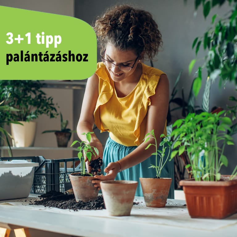 Tavaszi palántázás - 3+1 tippünk a bőséges termésért